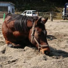 乗馬ツアー常時開催中です！初心者大歓迎です！