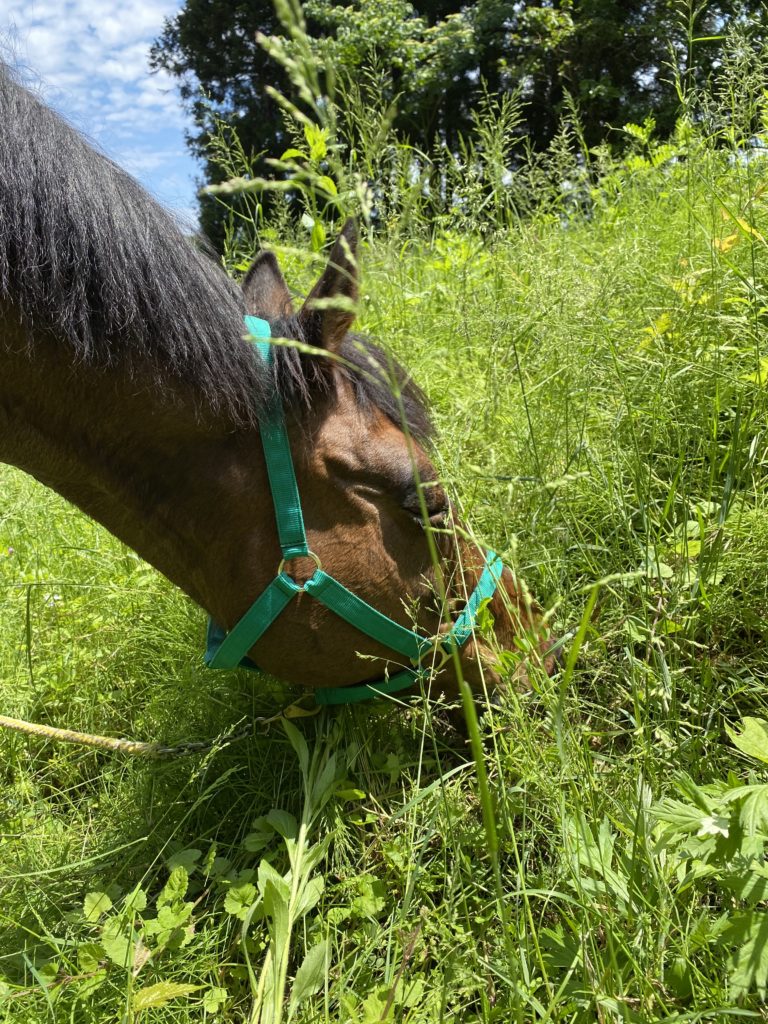 馬