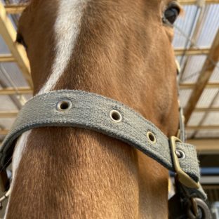 商業用乗馬ツアーじゃないよ。ただ私が乗りたいだけ(笑)