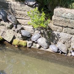 カメさんを見習いたい