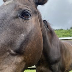 引退馬に逢いに行く