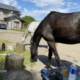 乗馬レッスンの後は自由放牧