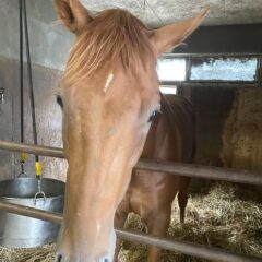 顔は可愛いけど・・・