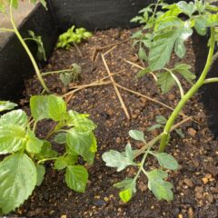 圧巻の植物の力強い生命力