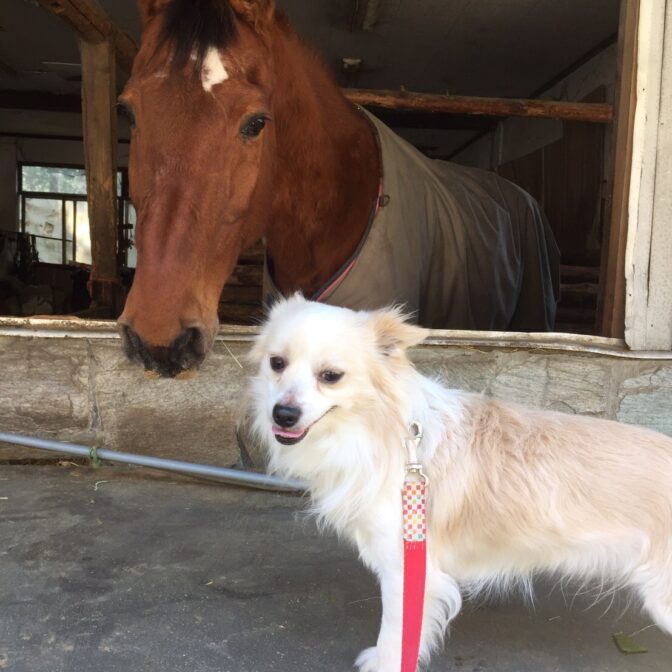 馬と犬